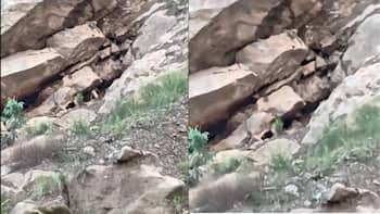 Goat's regular temple visits turn it into local celebrity in Himachal Pradesh | Viral