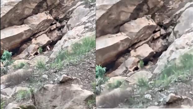 Goat’s regular temple visits turn it into a local celebrity in Himachal | Viral