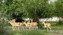 Advancing Native Wildlife Restoration has rewilded 20 Blackbucks in Banni Grassland on Indias 80th Independence Day. 