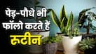 पेड़-पौधों को कैसे पता चलता है दिन है या रात? शाम होते ही बदल जाता है पूरा सिस्टम, वैज्ञानिकों ने बताया राज