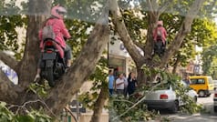 'Best parking ever?' Woman on Scooty stuck high in tree; Internet wants answer for her 'Amazing skill'