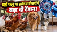 Bird Flu: सिर्फ पक्षी नहीं, आपके पालतू जानवर भी बनते हैं बर्ड फ्लू के शिकार- जानें लक्षण और बचाव का तरीका