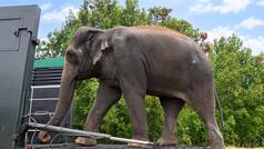 Madhuri the elephant completes treatment at Vantara, returns home to Maharashtra after over a year of specialized care & healing