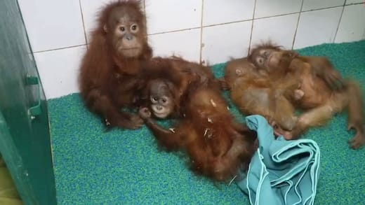 Odisha: 5 orangutans rescued from Balasore forest, wildlife smuggling suspected