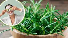 Rosemary के पत्तों से घर पर बनाएं नेचुरल फेस मास्क, चेहरे पर आएगा निखार