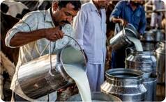 Milk Price Hike: Producers demand Rs 8 per litre, Nandini Milk to get costlier in Karnataka ahead of festivals