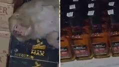 Viral Video: Monkey drinks alcohol at Ranchi wine shop, sleeps inside before rescue team steps in