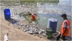 Hundreds of fish die in Mumbai pond, BMC calls residents’ meeting, plans 10 artificial ponds ahead of Pitru Paksha