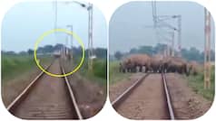 Real Superhero: Watch forest guard save elephant herd from speeding train in Bengal – Here’s what happened