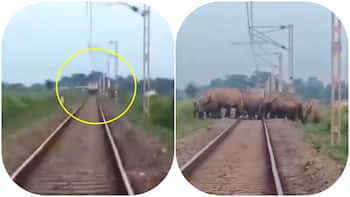 Real Superhero: Watch forest guard save elephant herd from speeding train in Bengal – Here’s what happened