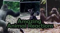 Wild Animals Watch Themselves In Mirror For First Time: Their Reactions Will Leave You Delighted! (Video) Wild Animals Watch Themselves In Mirror For First Time: Their Reactions Will Leave You Delighted! (Video)