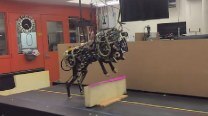 MIT Cheetah Robot performs running jump over hurdles – Watch Video MIT Cheetah Robot performs running jump over hurdles – Watch Video